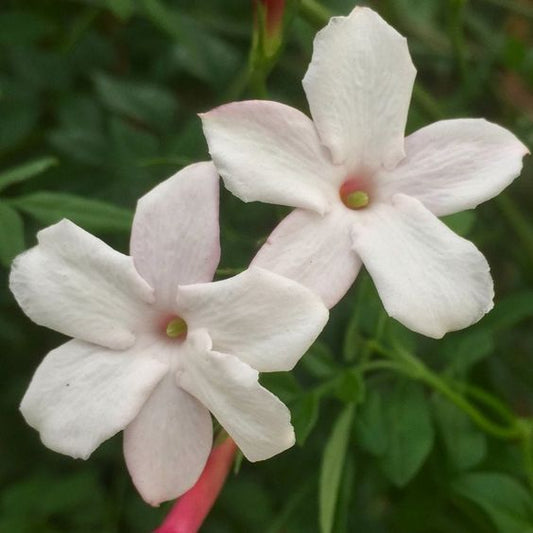 יסמין רפואי