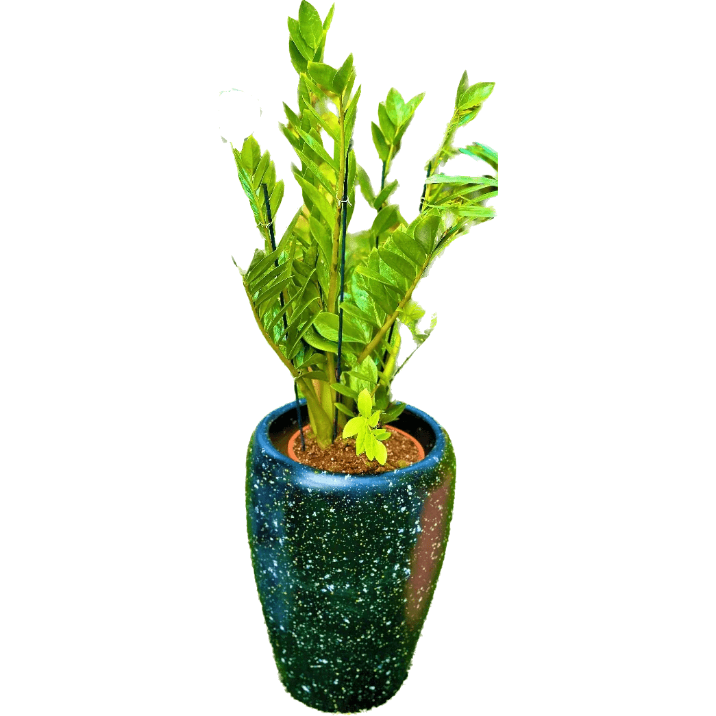 כד גלקסיה שחור