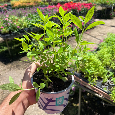 לואיזה עציץ 12 ס"מ (רב שנתי לגינה)