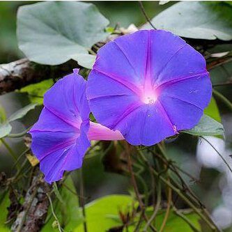 לפופית כחולה