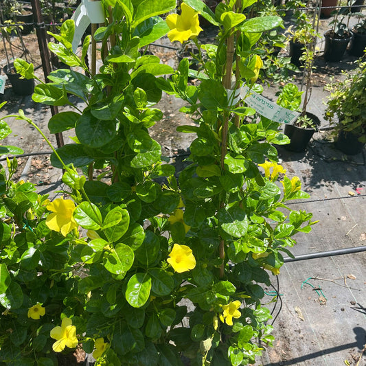 מנדווילה צהובה