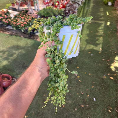 Сферическая мыльнянка, диаметр горшка 12 см (многолетнее растение для дома и сада)