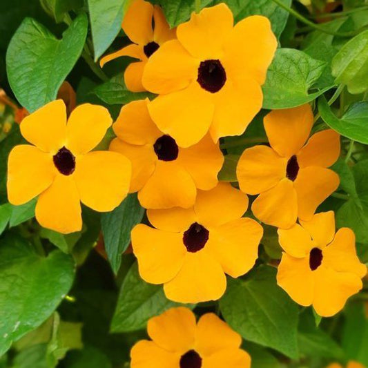 סוזי שחורת העין