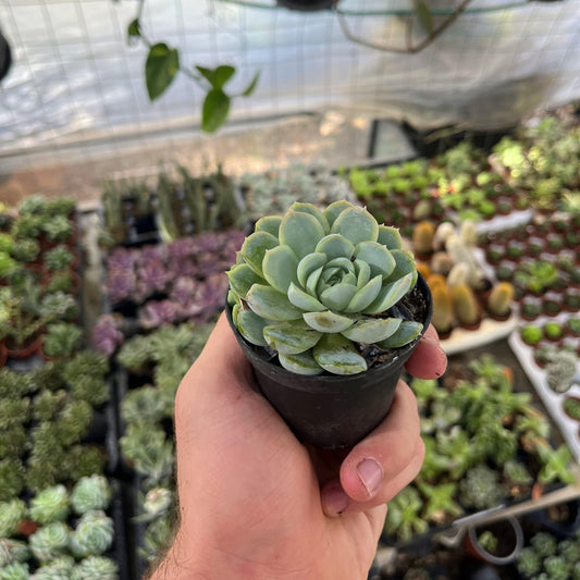 סוקלונט-min (1)