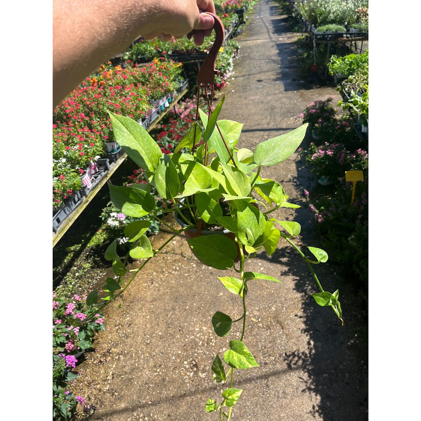 ืคืืืืก-ืืขืฆืืฅ-ืงืืืจ-18-ืกื