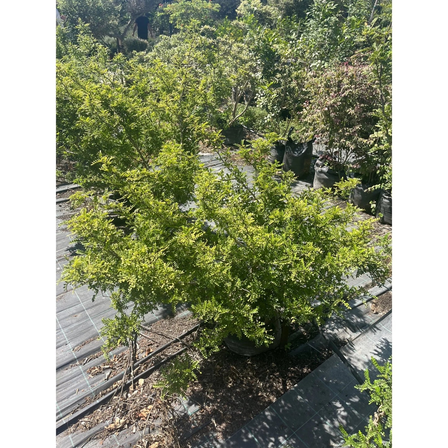 ืคืืคืืื ืกืื ื 25 ืืืืจ