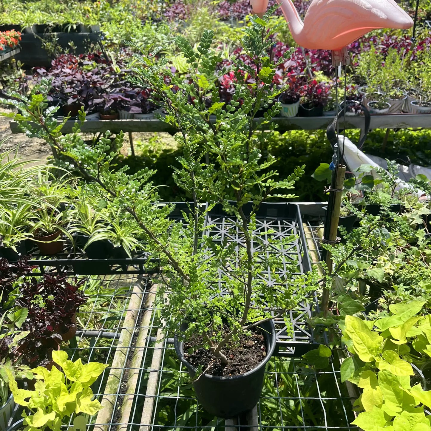 פלפלון סיני