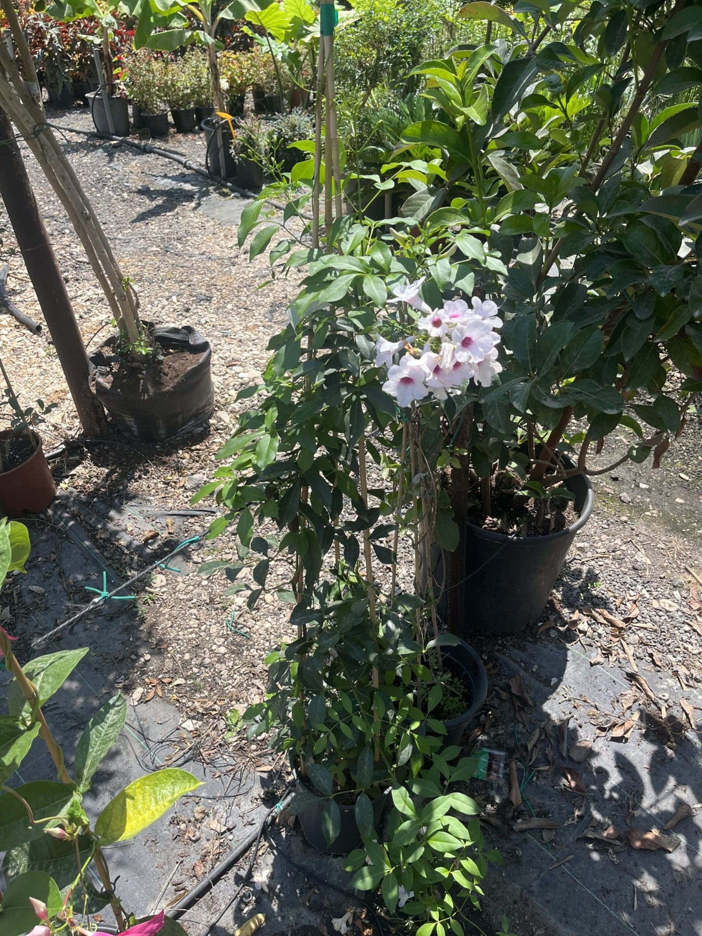 פנדוראה ורודה