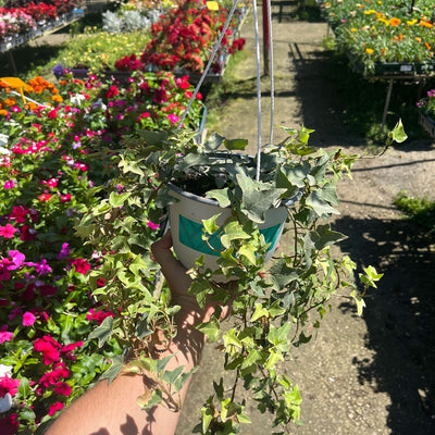 Плющ, диаметр горшка 20 см (многолетнее растение для дома и сада)