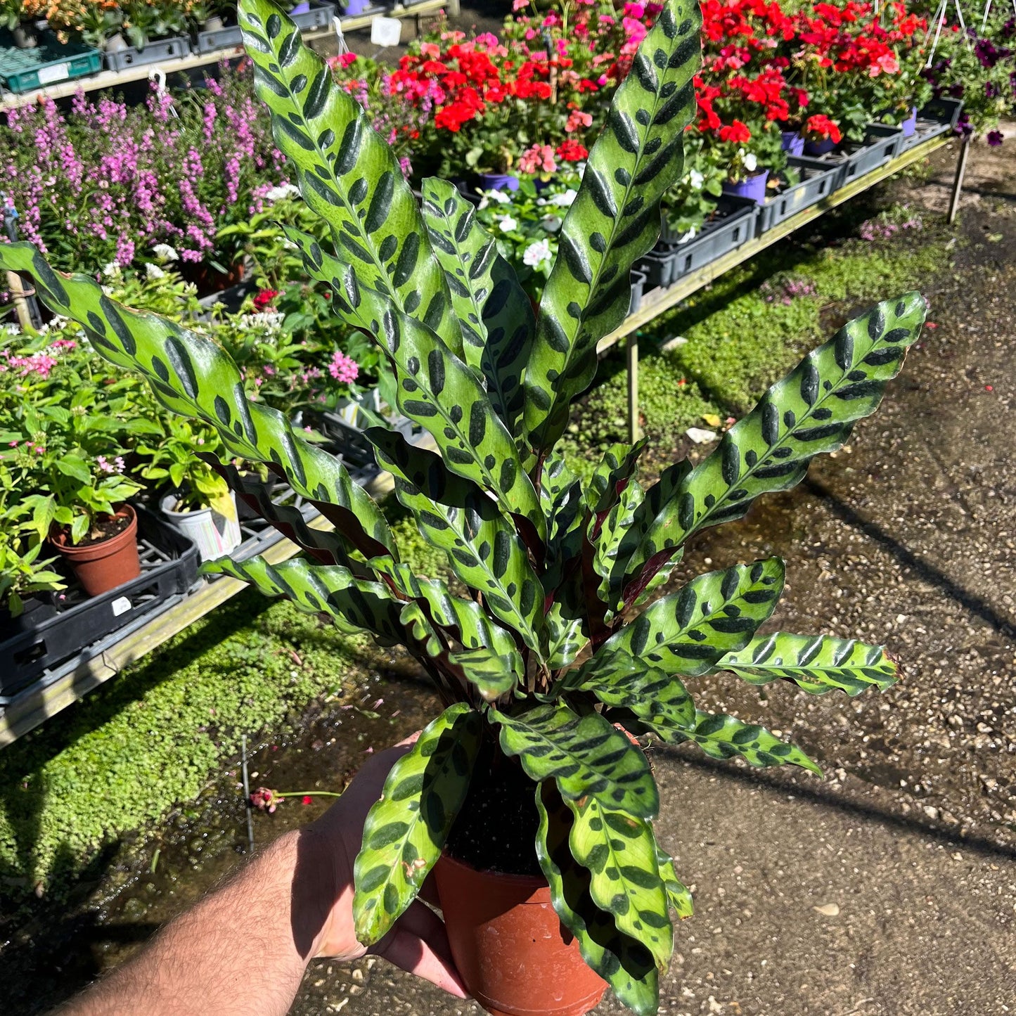 קלתאה-אינסיגניס-קוטר-עציץ-חמש עשרה