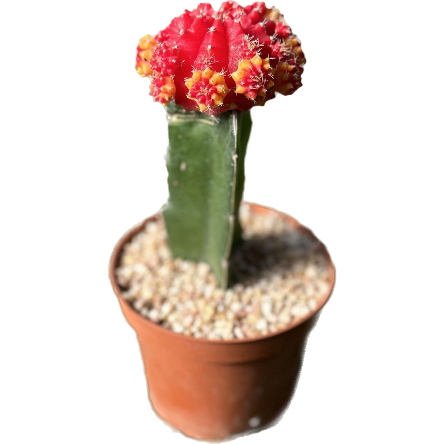 קקטוס מורכב