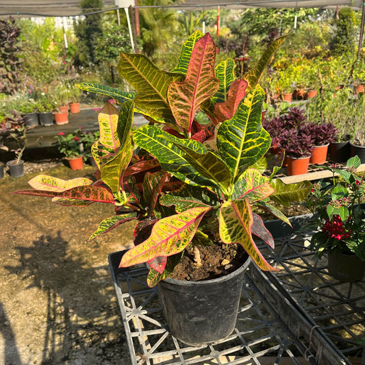 קרוטון בעציץ קוטר 24 ס״מ (10 ליטר)