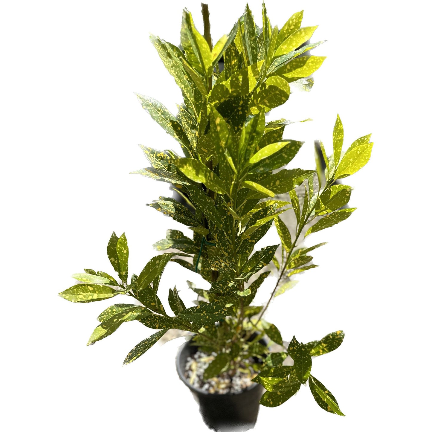 קרוטון מנוקד