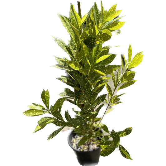 קרוטון מנוקד