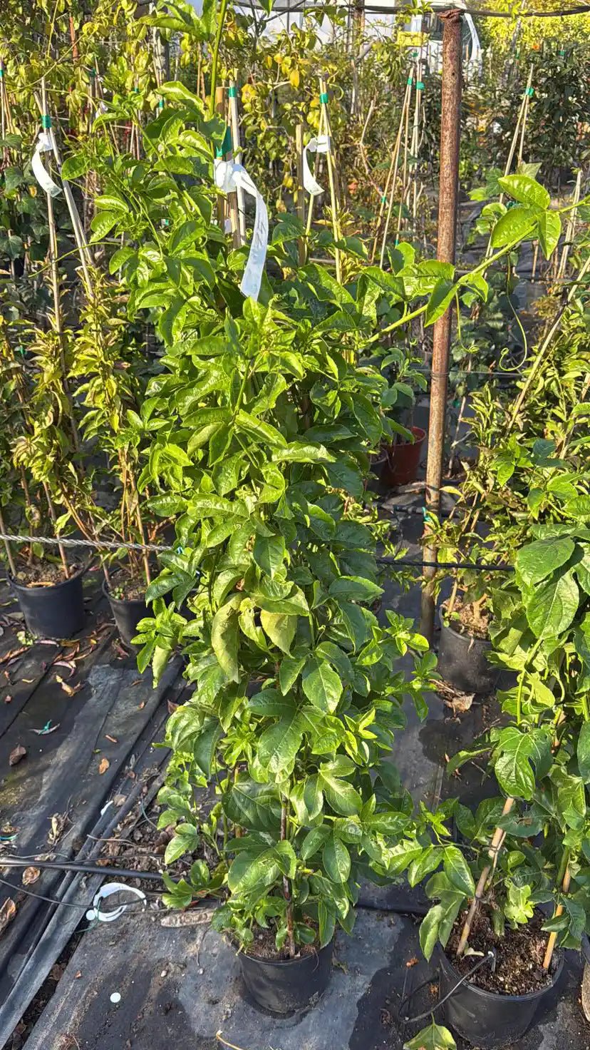 צמח מטפס פסיפלורה עם מלא עלים ירוקים