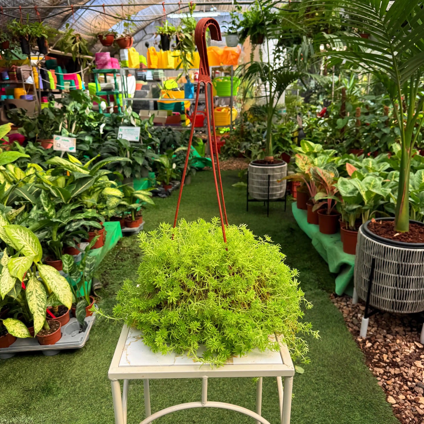 צמח צורית למון עם וו לתלייה