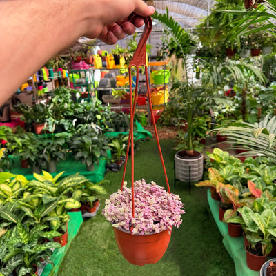 קליסיה ורודה קוטר עציץ 15 ס"מ