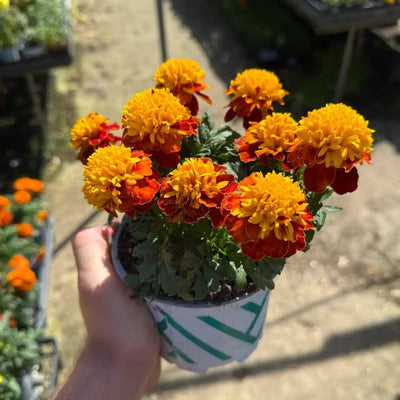 טגטס עציץ 12 ס"מ עונתי אביב-קיץ