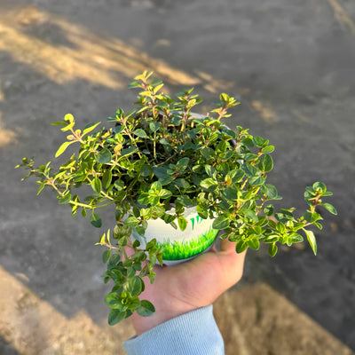 צמח תימין תבלין לבישול עם עלים קטנים ירוקים בתוך עציץ שמוחזק על ידי יד