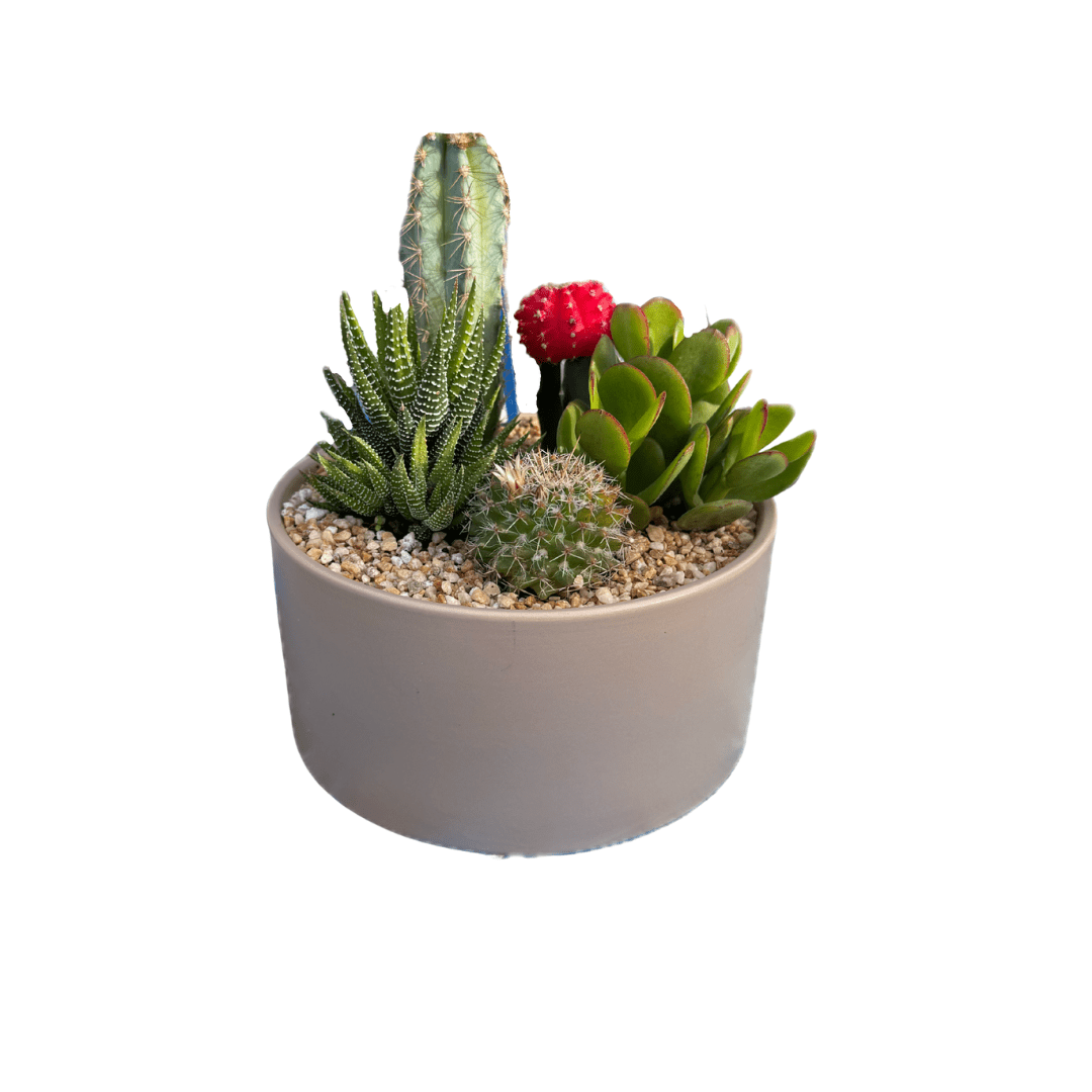 Potted succulent plant with various types of succulents on a white background