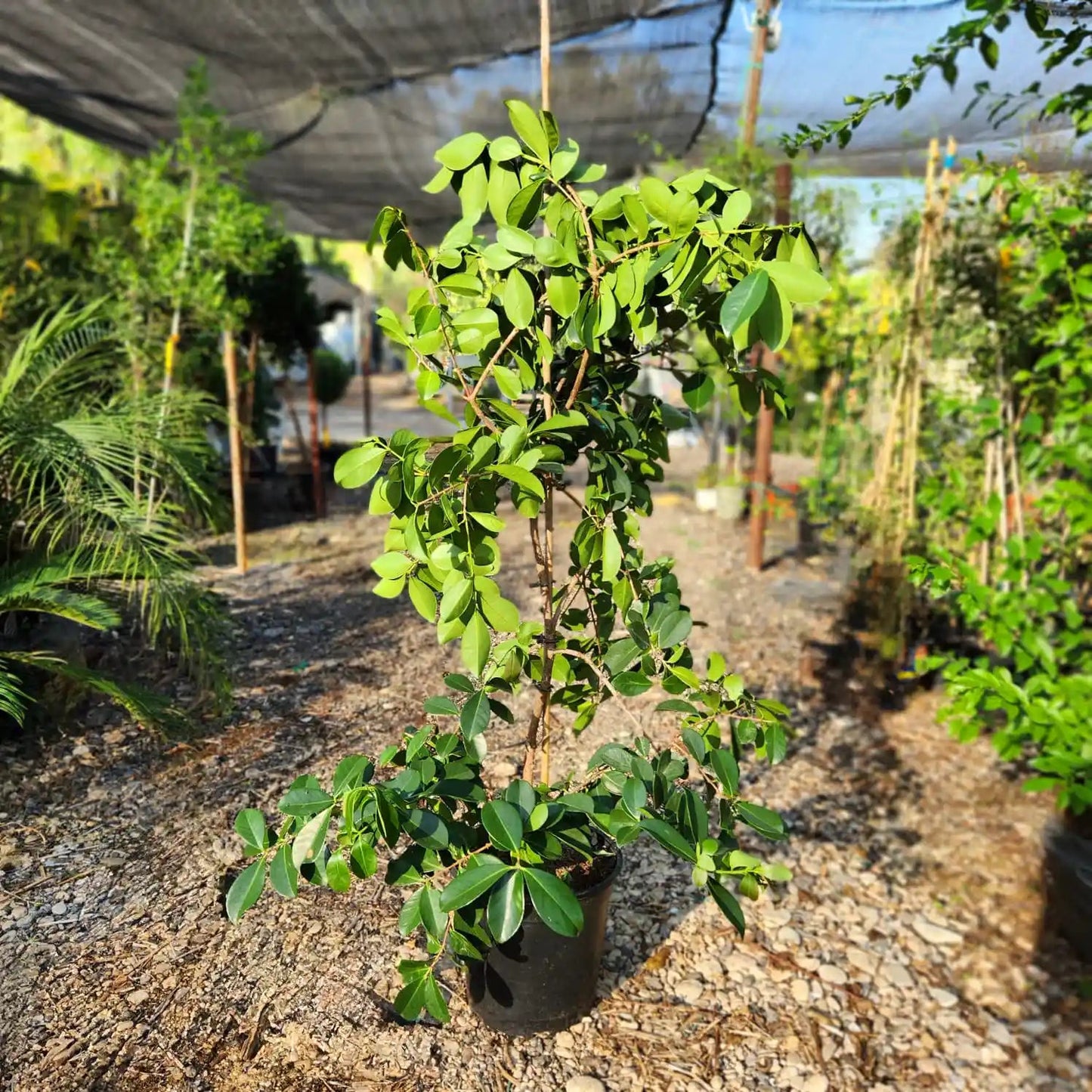 עציץ גויבה תותית ברקע של משתלה