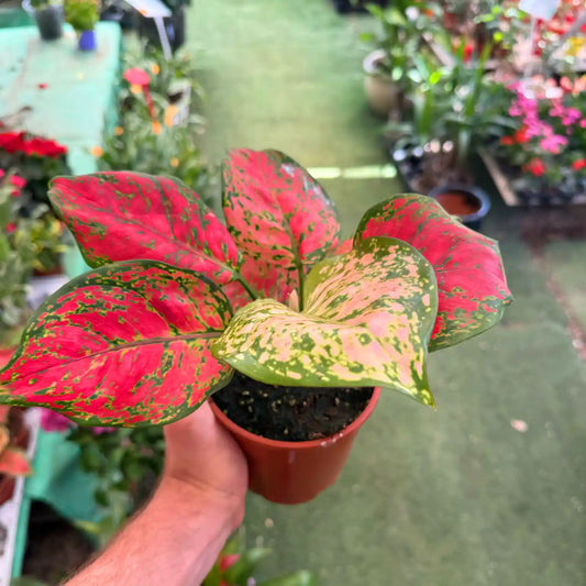 צמח אגלונמה אדומה בעציץ