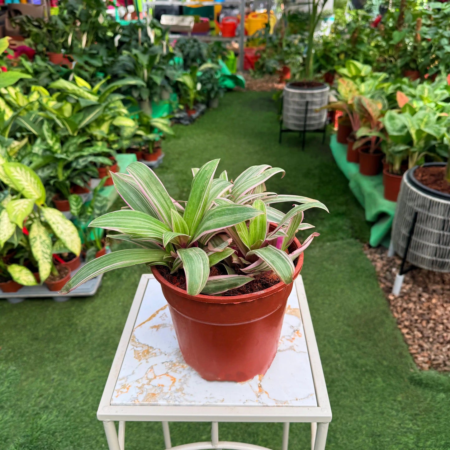 צמח יהודי נודד דו גוני על סטנד ברקע של משתלה