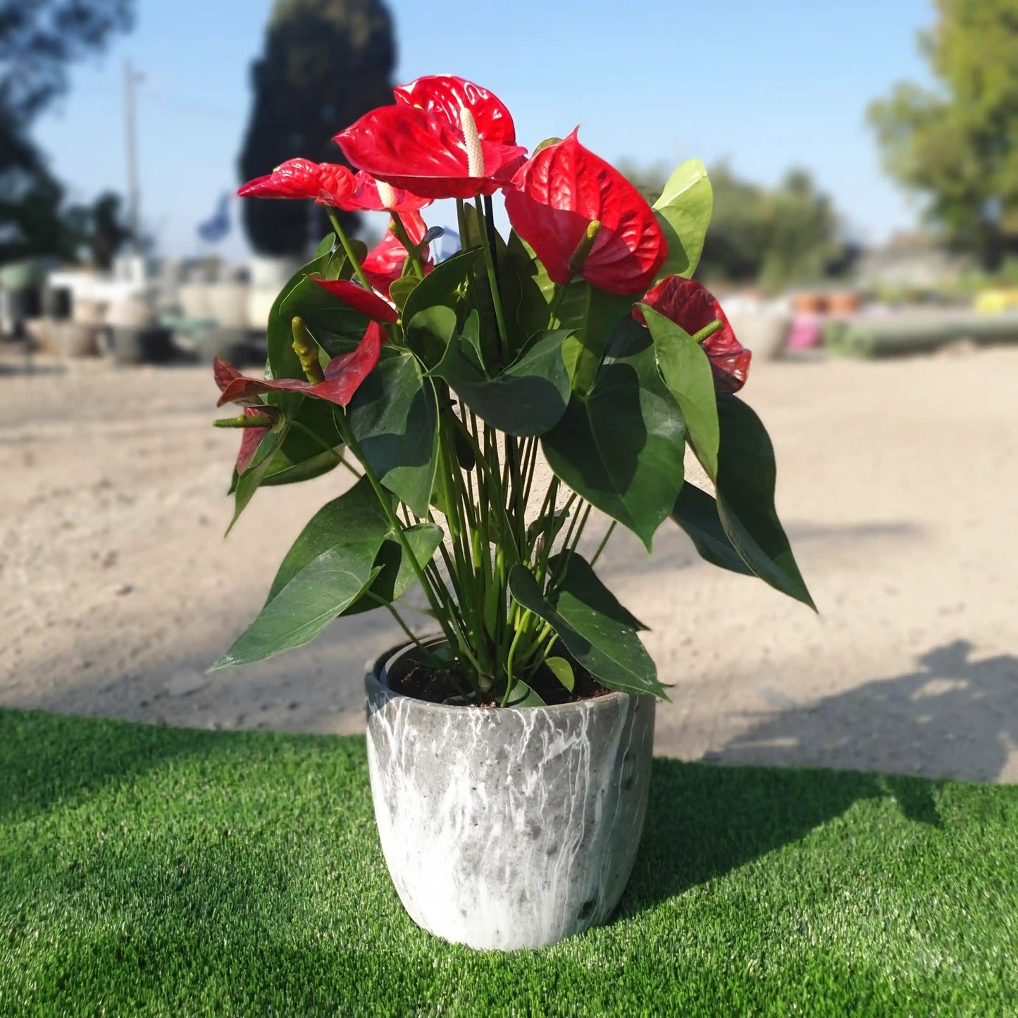 כד בצבע שיש עם צמח אנטוריום