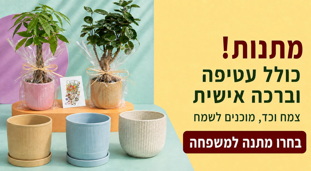 מתנות עם עטיפה וברכה אישית — צמחים עטופים בכדים, לצד כדים בגוני תכלת, חול ולבן מנוקד.