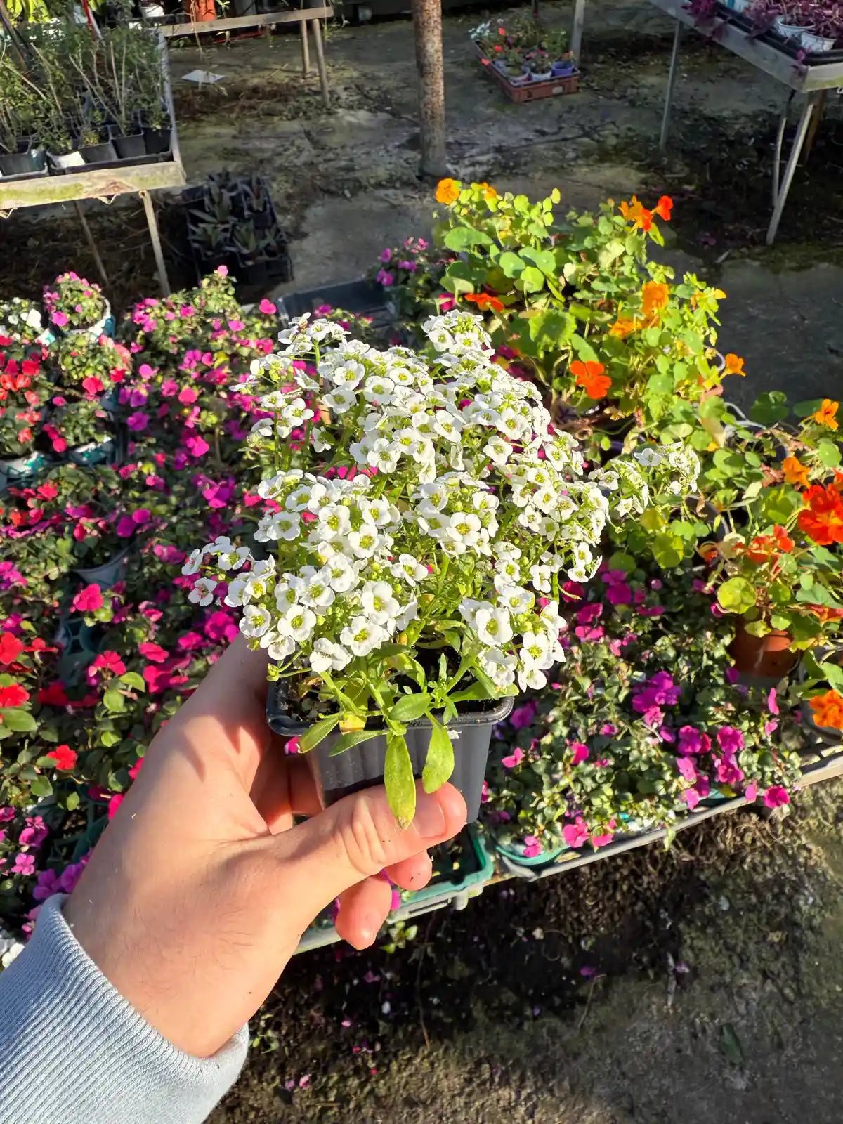 ืฆืื ืื ืฉื ืชื ืกืืกืื ืืืกืฃ ืืืืก ืงืื ื ืืคืจืืื ืืฆืืข ืืื