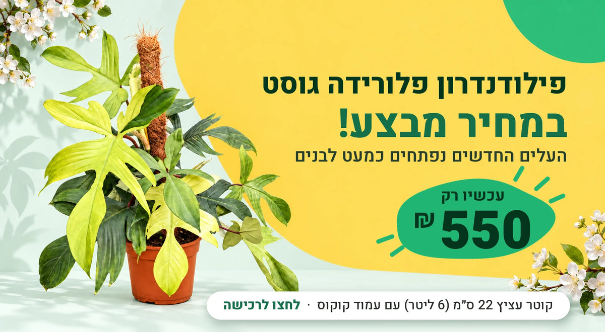 פילודנדרון פלורידה גוסט במחיר מבצע – עכשיו רק 550 ₪, קוטר עציץ 22 ס״מ (6 ליטר) עם עמוד קוקוס