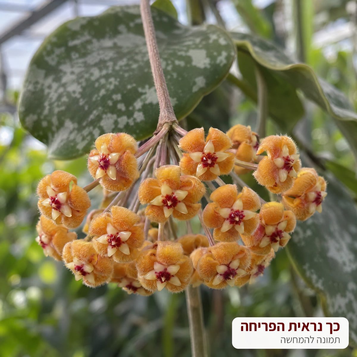 המחשה: כך נראית הפריחה של בת שבע וויימניה – אשכול פרחים כתומים – דקו גרדן