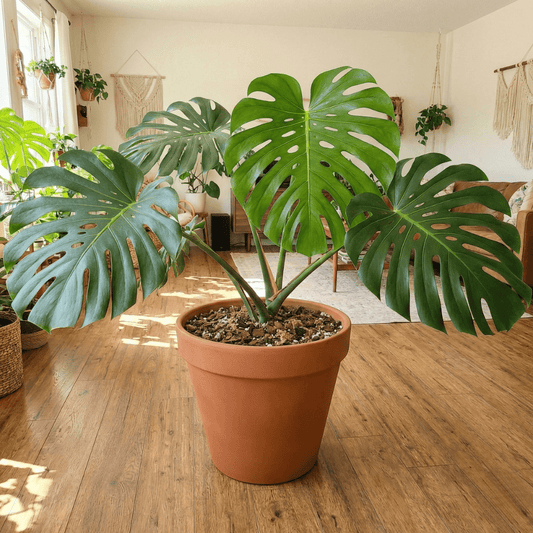 למה צריך תערובת לארואידים