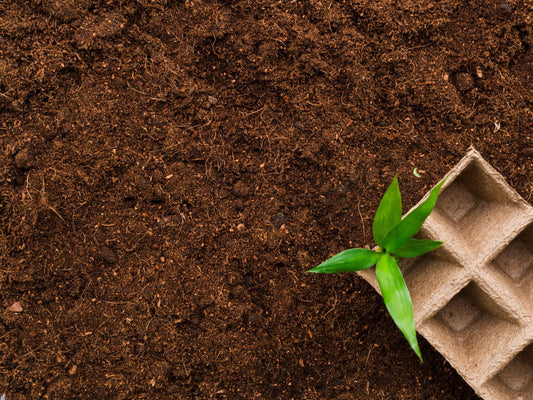 🌱 מה ההבדל בין חמרה לאדמת שתילה – ומה באמת עדיף לגינה שלך?