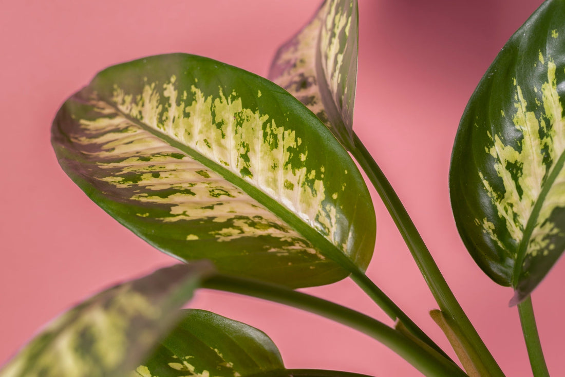 🌿 המדריך לטיפול בדיפנבכיה – מה המחיר ואיפה קונים?