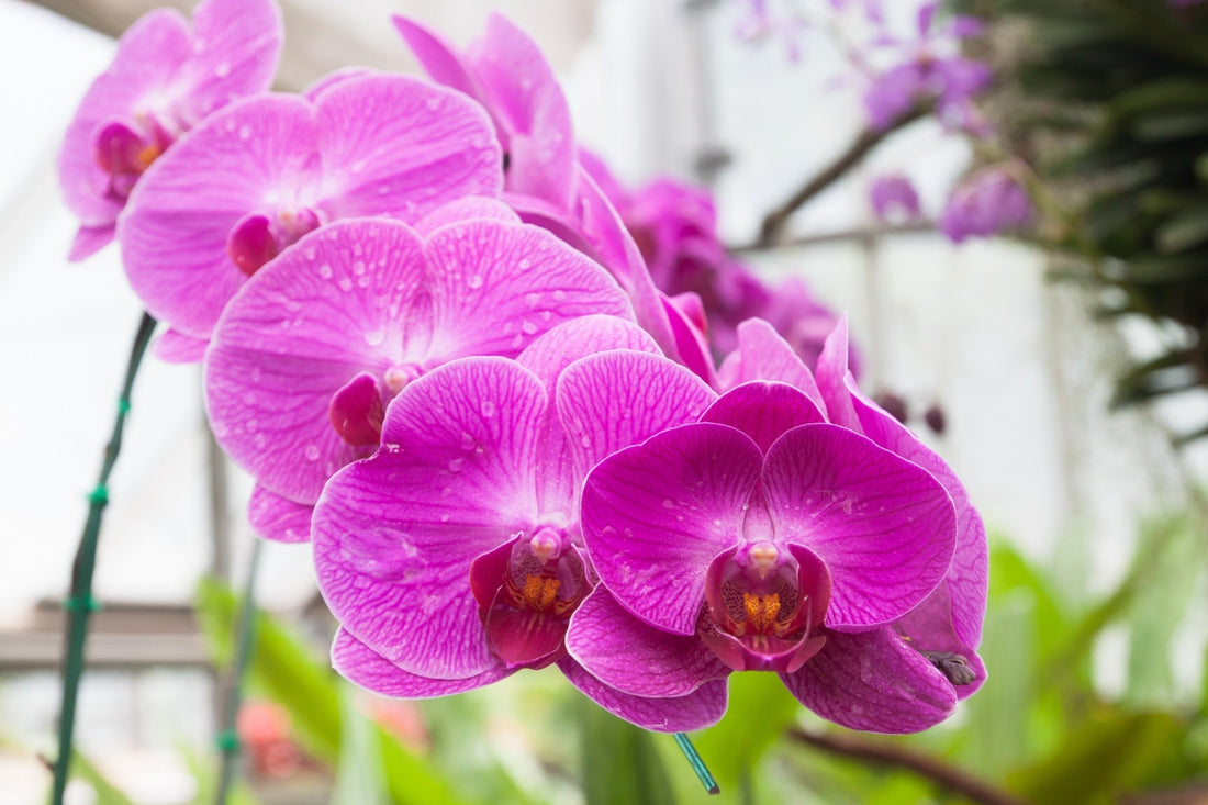🌸 המדריך לטיפול בסחלב אורכידאה – פריחה יוקרתית שפורחת שוב ושוב