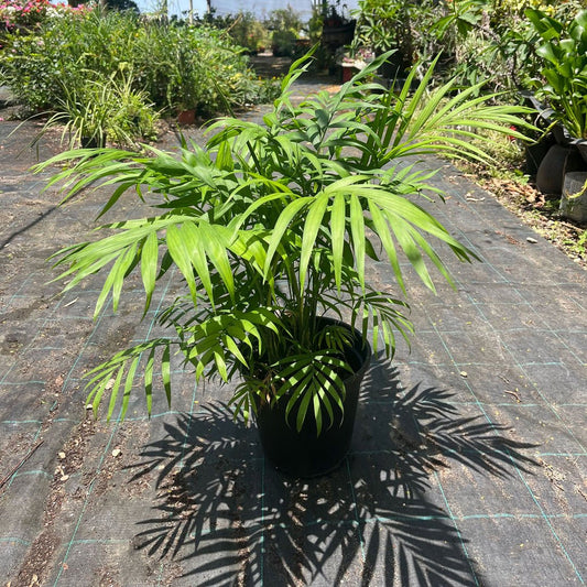 איך ליצור גינה מדהימה עם צמחים במרפסת