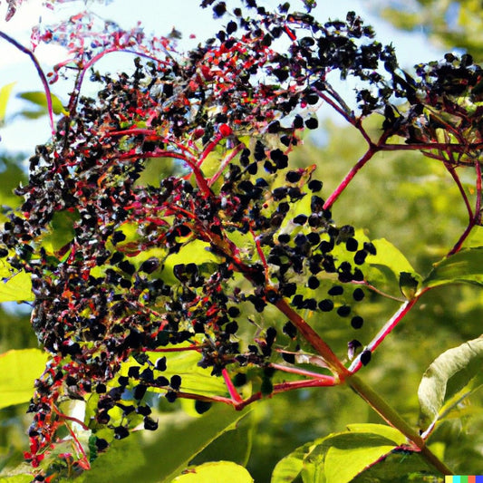 המדריך המושלם לקניית צמחים באינטרנט
