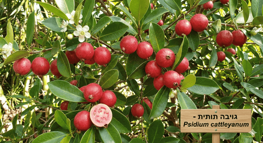 פרי אדום של הצמח גויבה תותית עם עלים ירוקיםם