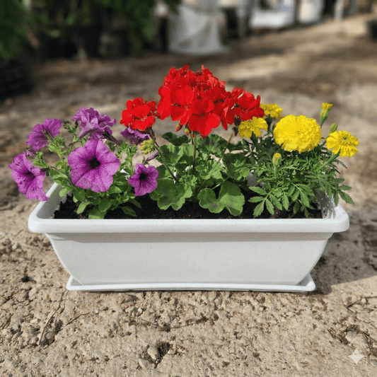 עציצים ניידים במרפסת דירה שכורה