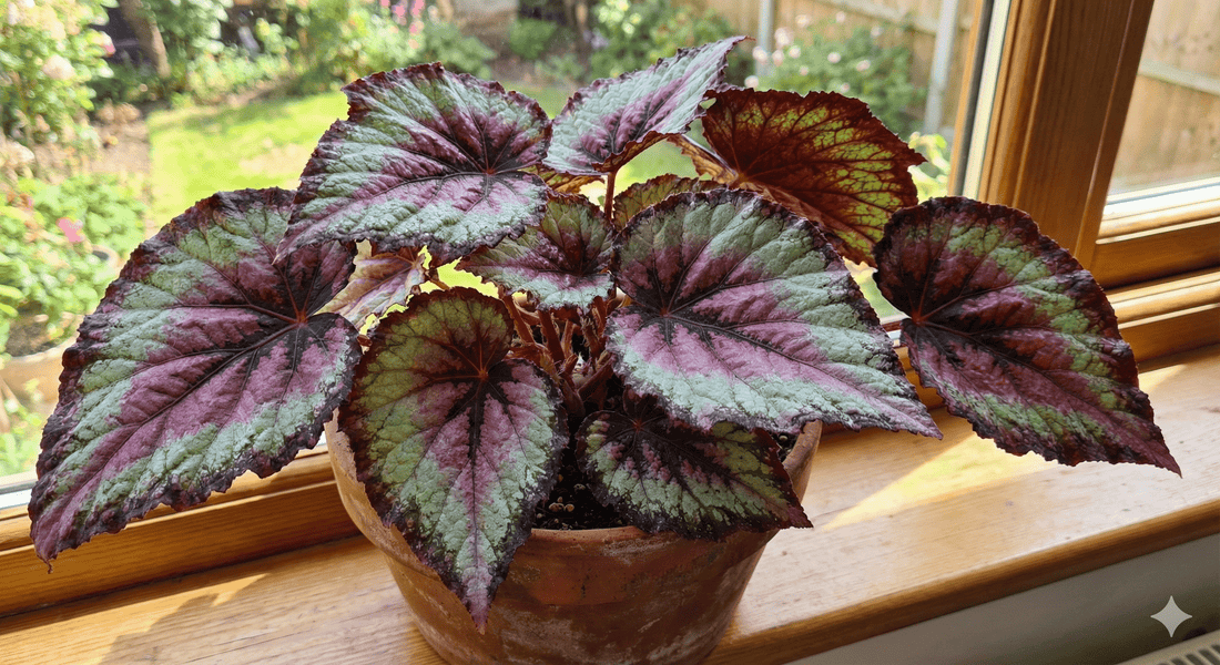 עלים צבעוניים של צמח בגוניה רקס