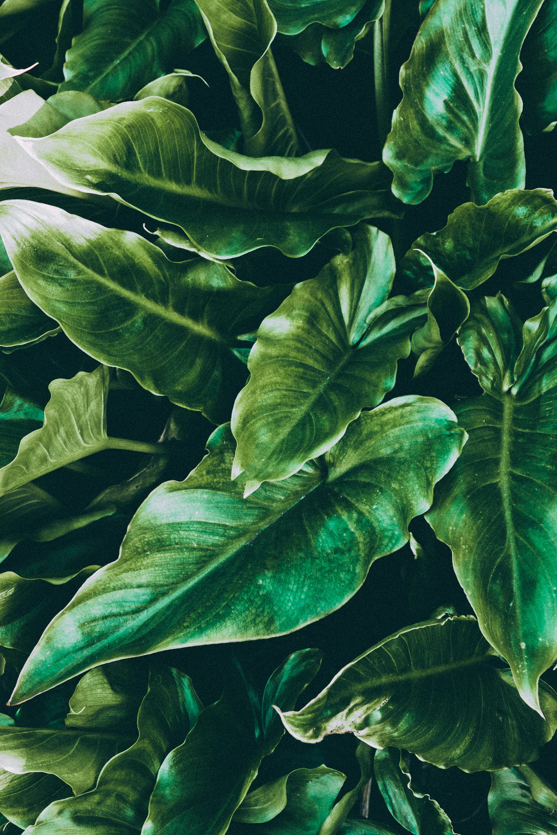 🌿 המדריך לטיפול בקסנדו – צמח טרופי מרהיב שקל לגדל בבית