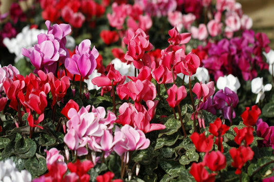 פרחים של צמח הרקפת