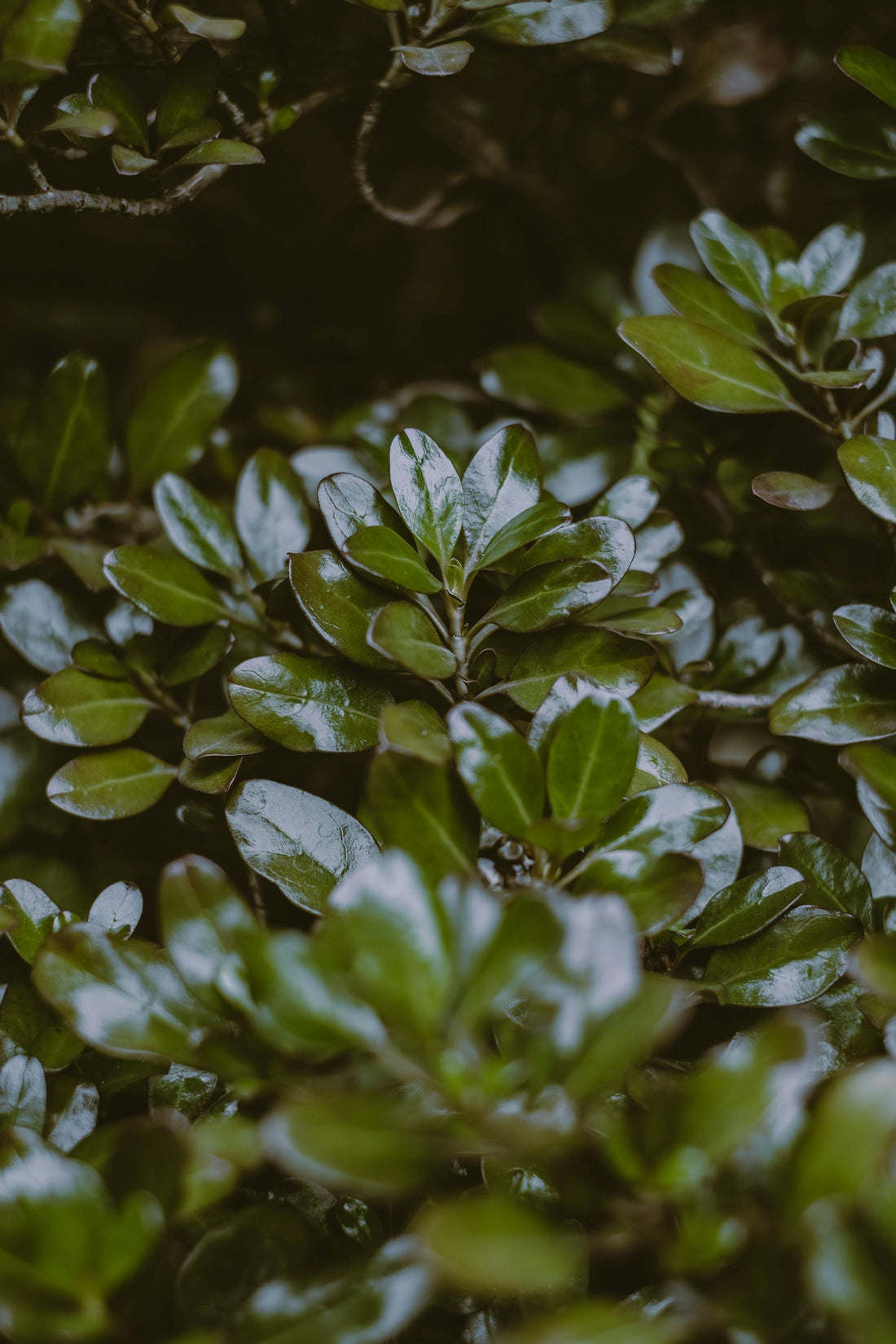 🌿 המדריך לטיפול באוג חרוק – שיח בר ישראלי חזק, חסכוני ומרשים