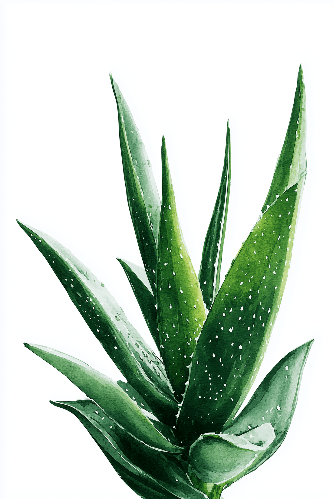 🌿 המדריך לטיפול באלוורה – צמח מרפא שקל לגדל בכל בית