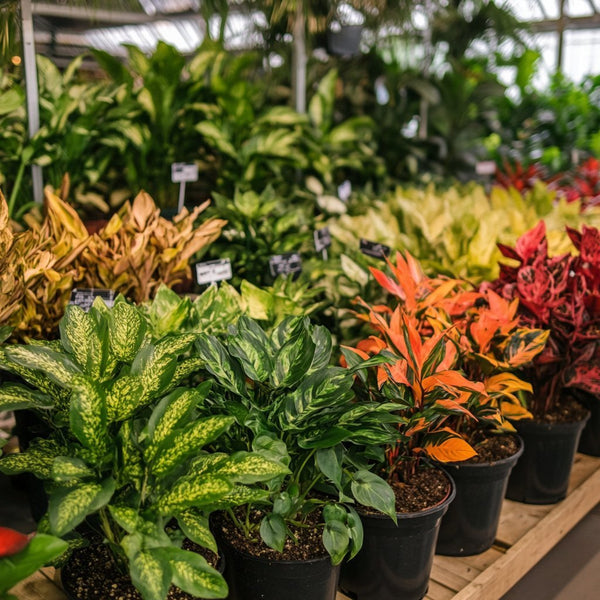 צמחים לגינה