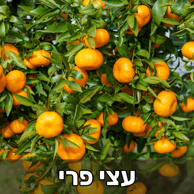 עצי פרי