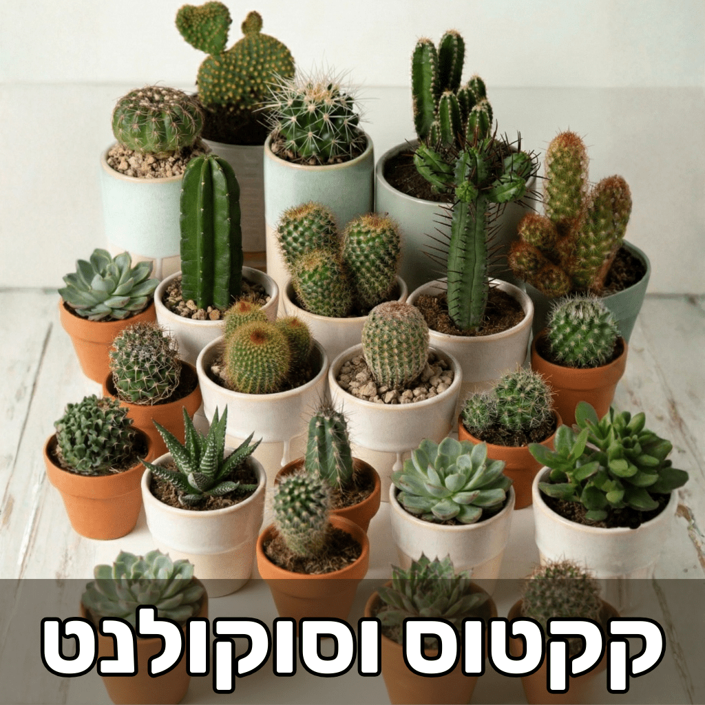 סוקולנטים וקקטוסים