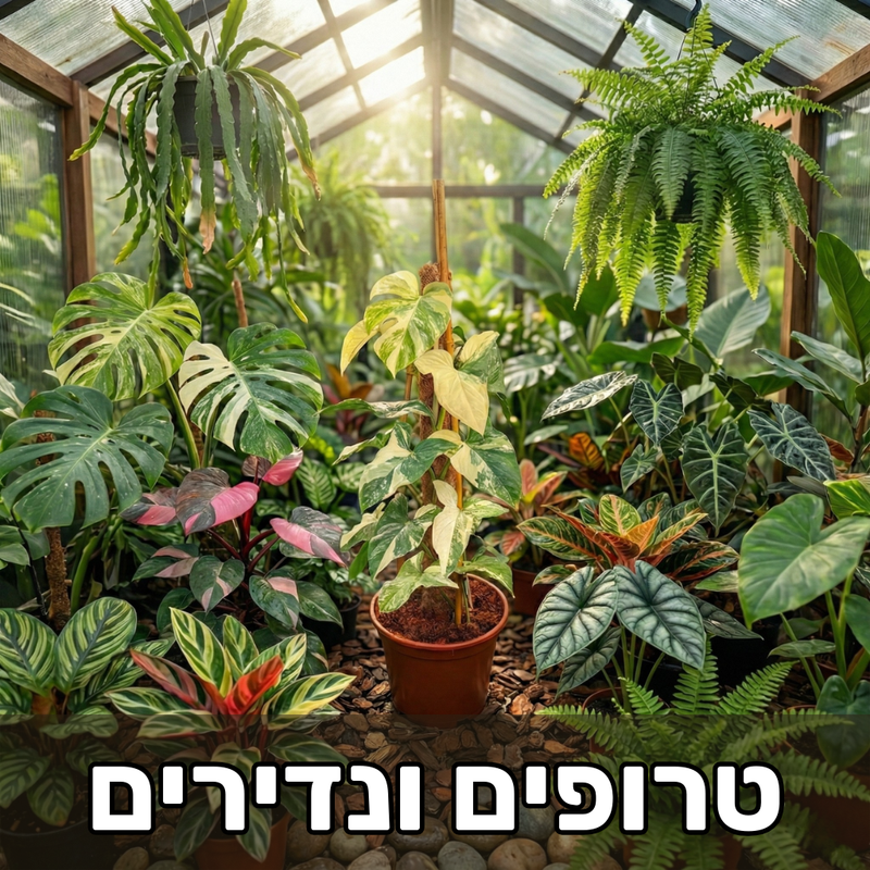 צמחים טרופיים ונדירים