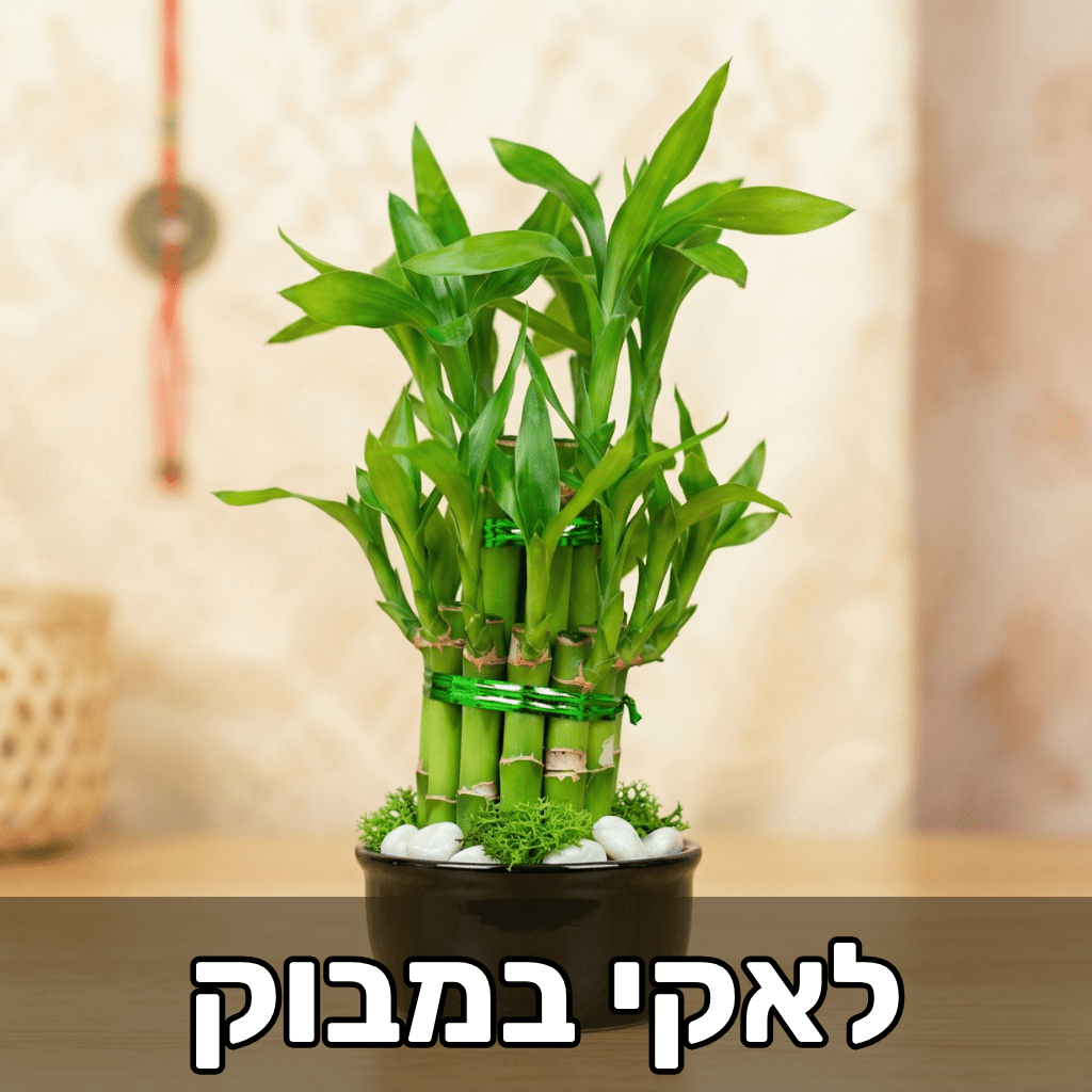 תמונת של לאקי במבוק